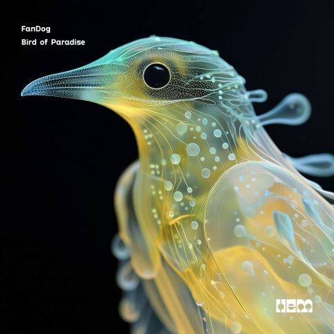 Bird of Paradise
