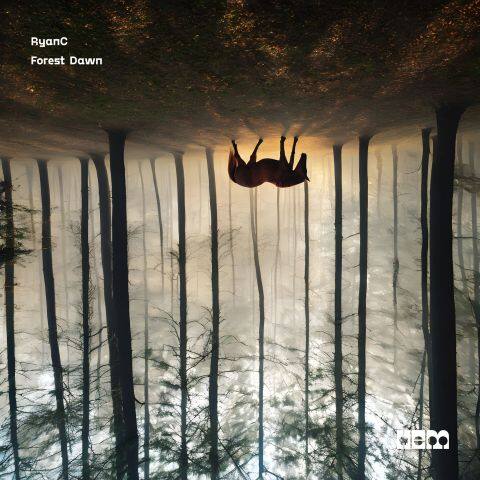 Forest Dawn