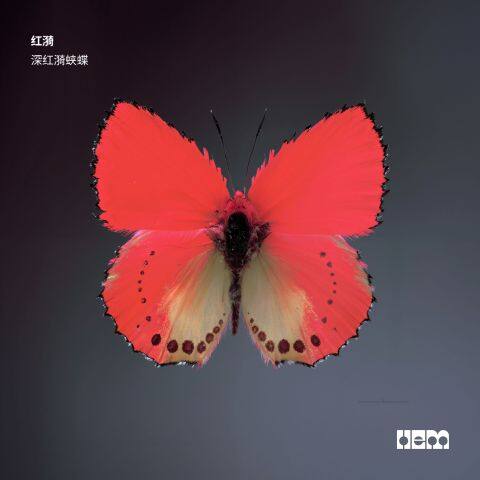 Crimson Ripple Butterfly