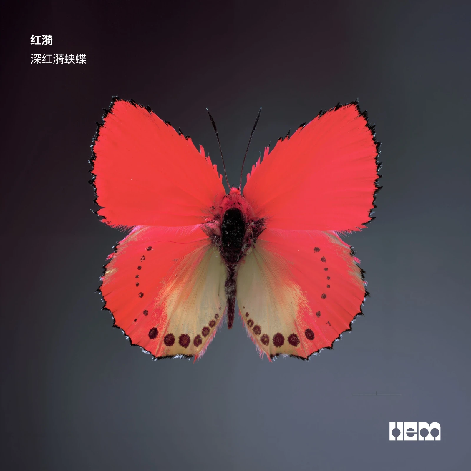 Crimson Ripple Butterfly